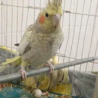 عروس هلندی|پرنده|سبزوار, جوادیه غربی|دیوار