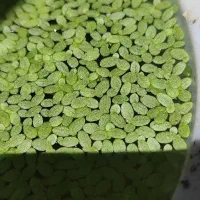 دافنی،عدسک،کاهو|ماهی|اصفهان, شفق|دیوار