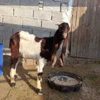 بز نر|حیوانات مزرعه|شادگان, |دیوار