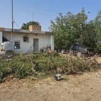 باغ انگور گردو بادام