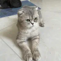 فروش گربه ماده اسکاتیش فولد