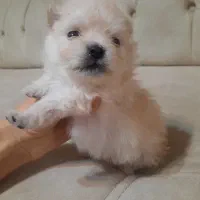 توله سگ پامر|سگ|کرمانشاه, |دیوار