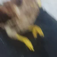 مرغ نژاد دار