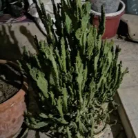 دو عدد کاکتوس|گل و گیاه طبیعی|شیراز, دارالرحمه|دیوار