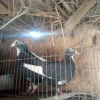 نرماده پلنگ