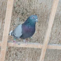 کبوتر غریبگیری|پرنده|تهران, شادآباد|دیوار