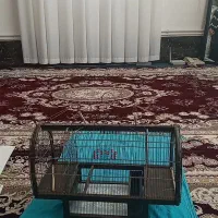 قفس کلکسیونی چوب گردو آس عالی|لوازم جانبی حیوانات|تهران, جوادیه|دیوار