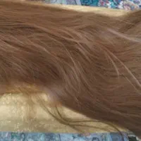 کلاه گیس|آرایشی، بهداشتی، درمانی|اسلامآباد غرب, |دیوار