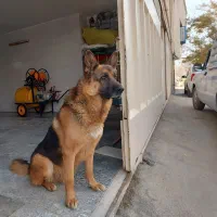 سگ ژرمن