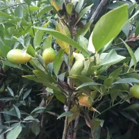 نهال لیموترش لایم کوات قیمت ۳۹۰۰۰۰|خدمات باغبانی و درختکاری|ارطه, |دیوار