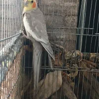 عروس‌هلندی‌نر‌