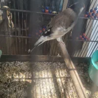 سهره|پرنده|اصفهان, لیمجیر|دیوار