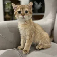 گربه|گربه|گرمدره, |دیوار