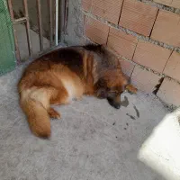 ماده ژرمن با بلک جفت خورده