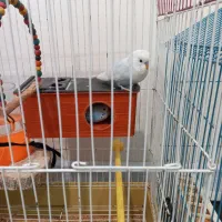 مرغ عشق نر و ماده جفت تخم گذار