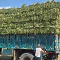یونجه درجه یک تحویلی قم