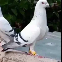 کبوتر شامی هلندی اصل معاوضه با طوطی ملنگو دستی