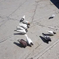 کفتر کبوتر شصتی