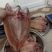 قزل‌آلا ریز