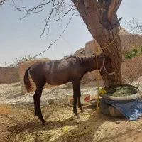 کره اسب مادیان 3 ماه