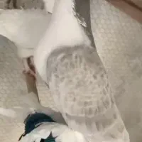 کبوتر زینتی|پرنده|تهران, پارک شهر|دیوار