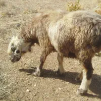 میش جوان