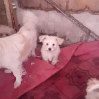 واگذاری توله