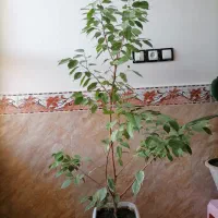 گل و گیاه|گل و گیاه طبیعی|سراجو, |دیوار