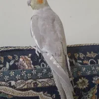 معاوضه عروس پاریس