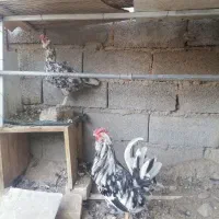 گلین. کفتر