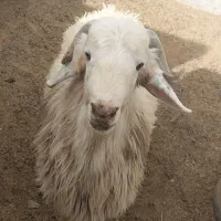 بره، سنگین|حیوانات مزرعه|میبد, |دیوار