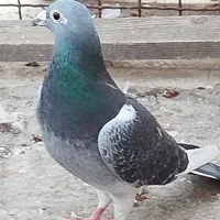 فروش جان آردن خالص و موریس دلبر خالص|پرنده|اهواز, شهرک اکباتان|دیوار