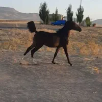 کره مادیان کرد|اسب و تجهیزات اسب‌سواری|ماهیدشت, |دیوار