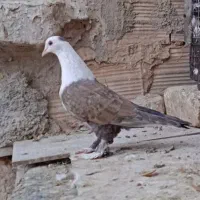 ماده زرد کل سفید