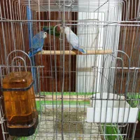 طوطی برزیلی