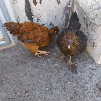 جوجه