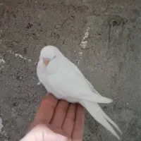 عروس هلندی لوتینو ومرغ عشق انگلیسی|پرنده|قم, هنرستان|دیوار