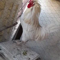 خروس سفید