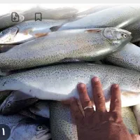 قزل آلا زنده ماهی سردابی|ماهی|تالش, هشتپر|دیوار