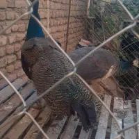 طاووس