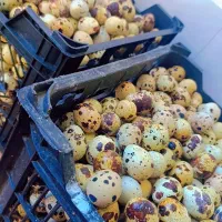 تخم بلدرچین خوراکی و نطفه دار