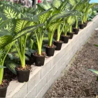 گل آپارتمانی