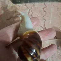 حلزون جید آچاتینا