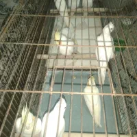 عروس هلندی لوتینو و البینو نه ماهه