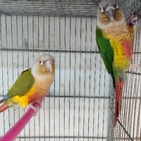 طوطی گرینچیک خورشیدی|پرنده|اردبیل, |دیوار