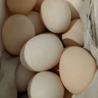 تخم مرغ برهما