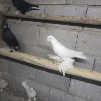 کبوتر|پرنده|تبریز, |دیوار