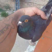 سلام قره تهرانی  دونن توتموشام  صاحبی گلسین
