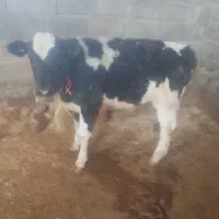 گاو و گوساله|حیوانات مزرعه|سرپل ذهاب, |دیوار