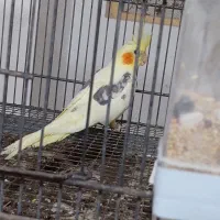 دوکت|پرنده|بندرعباس, |دیوار